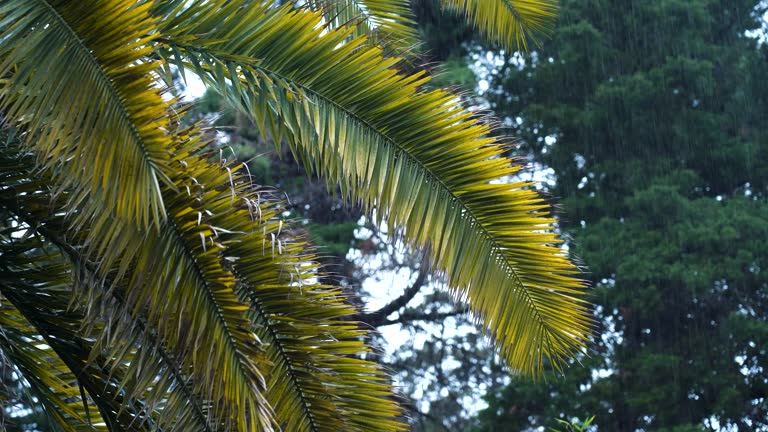 Palm tree with a yellow leaf against the background of falling rain in the forest