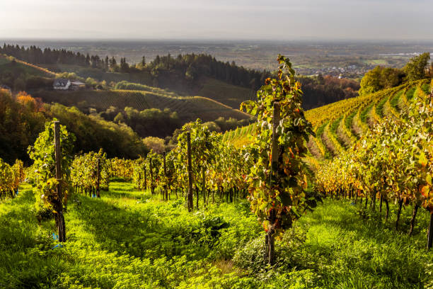 istock Grapevines in autumn at sunset 2099354810