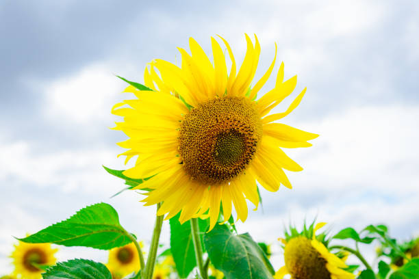 Lonely Yellow sunflower against blue sky. Summer background.Closeup.