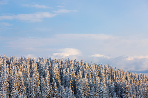 Snow capped pine woods with bright sky as copy space.