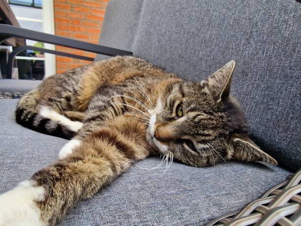 tigered cat on a chair. High quality photo