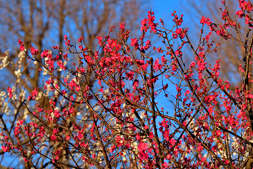 Plum blossom season starts in late January and lasts until March in Japan. In spite of severe cold climate, plum flowers are brave enough to start decorating bare branches of plum trees in our parks and gardens with red, pink and white blossoms, hinting to us that spring is around the corner, which is very encouraging to us Japanese who have endured cold winter with few flowers to please our eyes. They start blooming in cold weather, prior to the cherry blossom season.