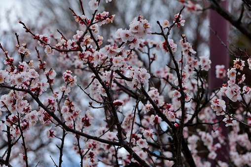 Plum Blossom, snow, Spring (seasonal), Gyeongsangnam-do, Yangsan, korea