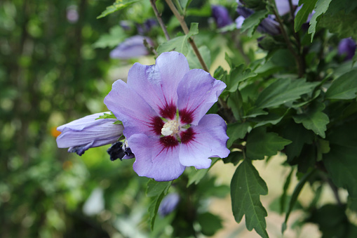 Beautifully blooming hibiscus syriacus Bluebird with attractive flowers.