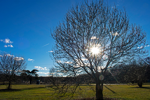 Davidson's Mill Pond Park grounds on a sunny afternoon in late winter before local trees bloom