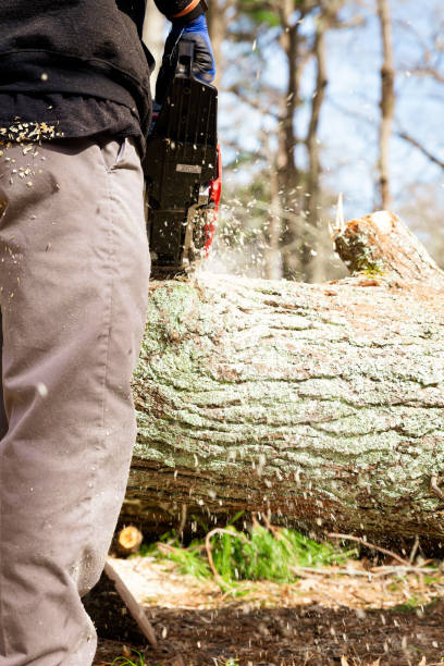 istock Young man cutting large oak tree with chainsaw view from behind 2099384553
