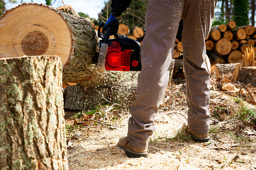 Young man cutting large oak tree with chainsaw