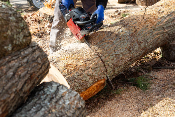 istock Young man cutting large oak tree with chainsaw view from top angle 2099385090