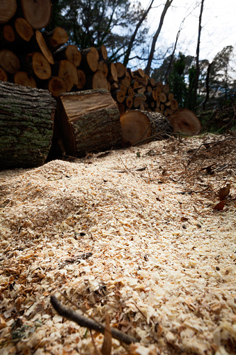 Saw dust from large oak tree with chainsaw