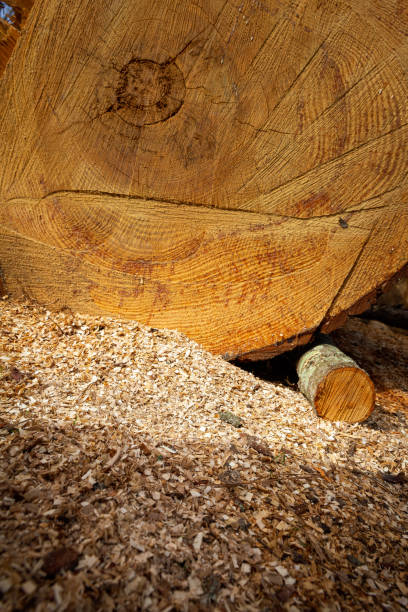 Saw dust from large oak tree with chainsaw
