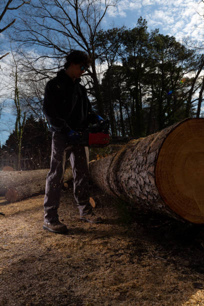 Young man cutting large oak tree with chainsaw