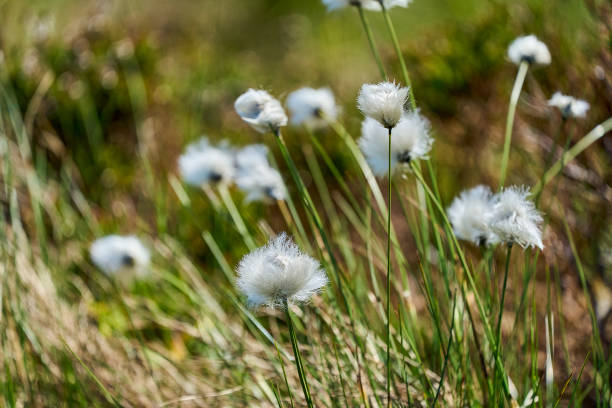 istock fluffy cotton grass growing on Runde island in Norway. 2099393195
