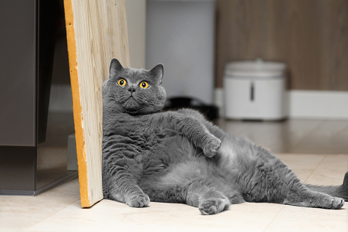 A fat British cat sits funny, leaning on the wall in the living room interior and looking at the camera. Obesity in pets. Big lazy Scottish cat.