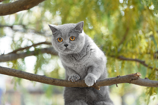 Domestic British cat sitting on a tree. Walking pets outside. A Scottish cat climbed onto a tree branch and looks scared.