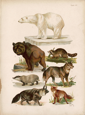 Step back in time with these captivating vintage illustrations of wild cats from the late 1800s. Featuring the majestic polar bear, the cunning wolf, and the elusive fox, these artworks offer a glimpse into the wilderness of the past. Perfect for adding a touch of historical allure and natural beauty to your creative projects.