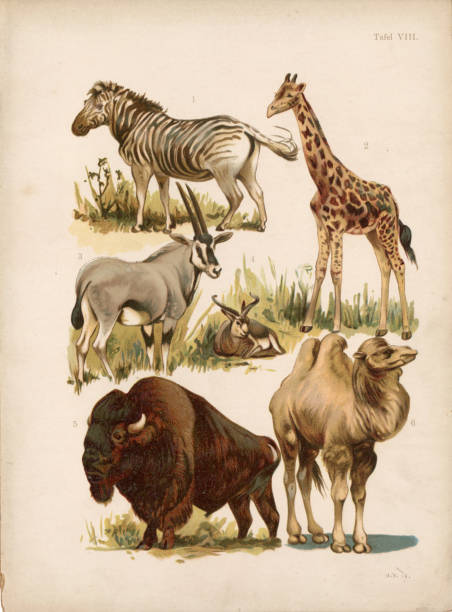 Step back in time to the late 1800s with these stunning vintage wildlife stock images. Capturing the grace of giraffes, the resilience of camels, the beauty of zebras, and the strength of bison, these antique illustrations offer a glimpse into the past. Perfect for adding a touch of historic charm and natural beauty to your projects.