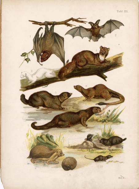 Step into the enchanting world of wildlife from the late 1800s with these vintage stock illustrations. Delve into the nocturnal realm with bats, appreciate the agility of ferrets, and explore the underground world with moles. Perfect for adding a touch of historical charm and natural beauty to your creative projects.