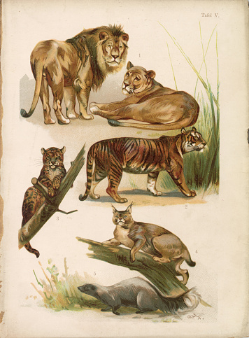 This is a meticulously detailed 19th-century lithograph showcasing a collection of wild cats and a skunk, typical of the period's zoological illustrations. It features a regal lion and lioness in repose, a stalking tiger, a perched ocelot, a watchful lynx, and a skunk in the foreground. This lithograph is likely part of a series intended for educational purposes, revealing the fascination with natural history during the Victorian era. The artwork reflects the era's dedication to scientific illustration and could have been used as a teaching tool or a decorative piece. The fine coloration suggests it may have been hand-painted after the initial printing process, which was a common practice of the time to add vibrancy and realism to prints. Perfect for lovers of vintage art, natural history, and wildlife illustrations.