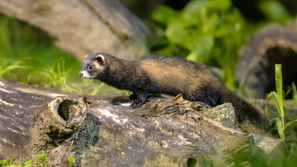 polecat on trunk in forest at night - grass area flash zdjęcia i obrazy z banku zdjęć