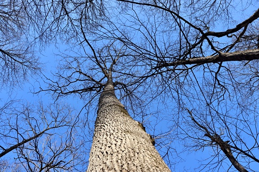 A view under the tall bare tree in the forest with a blue sky background.