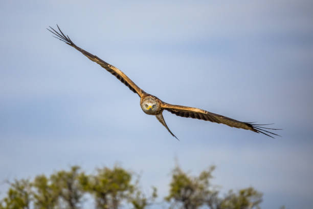 istock Flying red kite against blue sky 2099420195