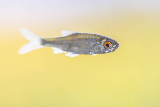 Silver Arowana