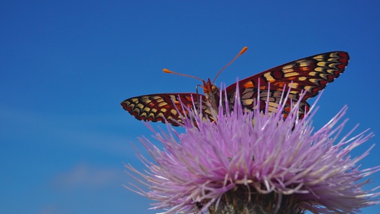 A butterfly on a thistle flower in summer