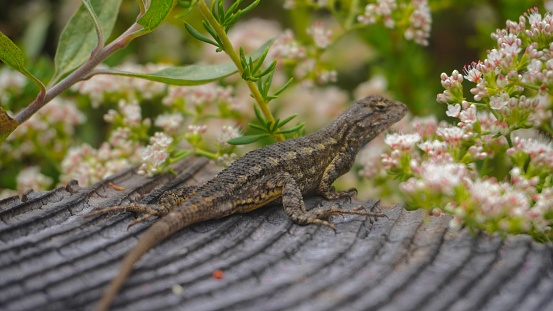 A lizard stands amidst flowers at a park