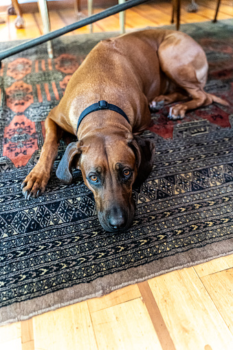 Beautiful Rhodesian ridgeback dog resting in a carpet