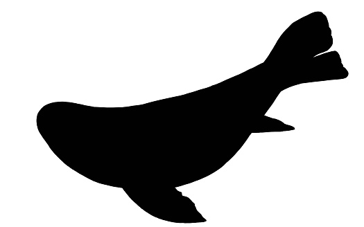 Silhouette image of bearded seal isolated