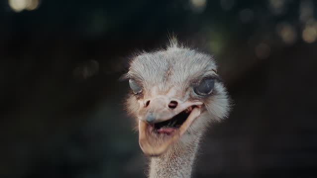 Close-up portrait of a funny ostrich with blurred forest background. Wild animals in the nature. Wildlife concept.
