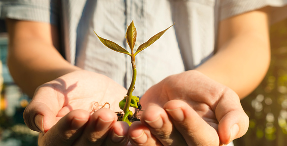 Young volunteers hold saplings. growing and nurturing young seedlings growing on fertile soil for a greener future. sustainable and climate change concept.