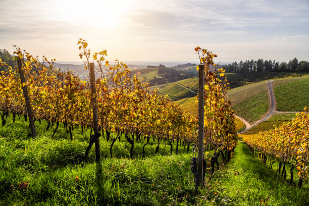 istock Grapevines in autumn at sunset 2099484020