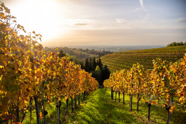 istock Grapevines in autumn at sunset 2099495640