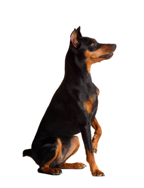 istock Friendly miniature pinscher giving a paw, isolated on white background 2099498758