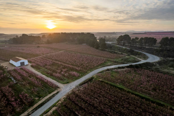 istock Sun over the peach fields in Aitona 2099509193