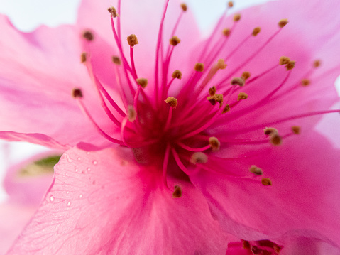 Pink flower of the peach tree, Aitona