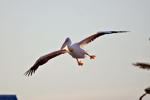 Soaring Sea bird