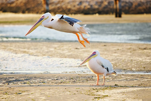 Soaring Sea bird