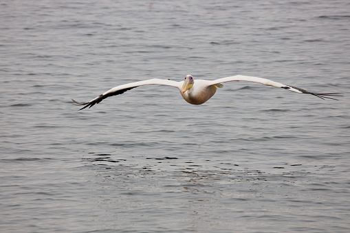 Bird with huge wing span