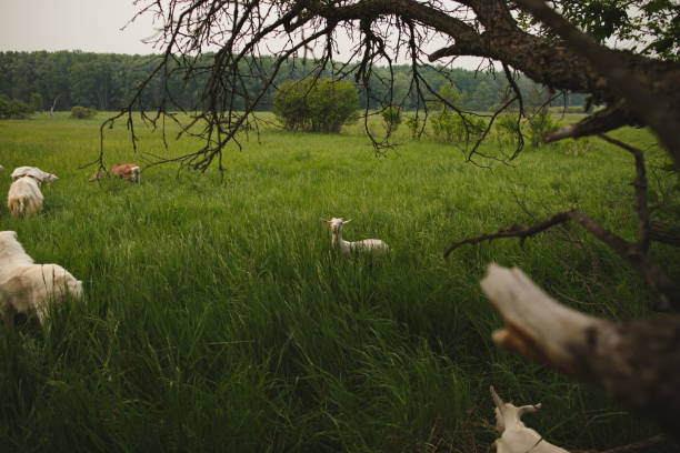 The Dairy goats on a small farm in Ontario, Canada