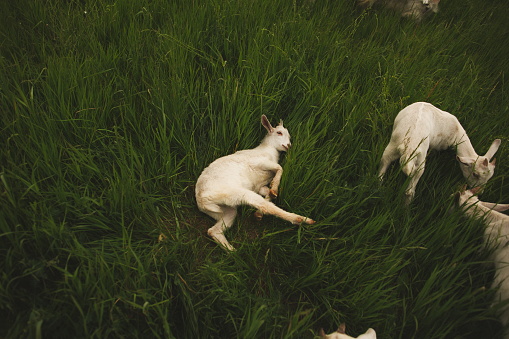 Lambs are playing at a farm