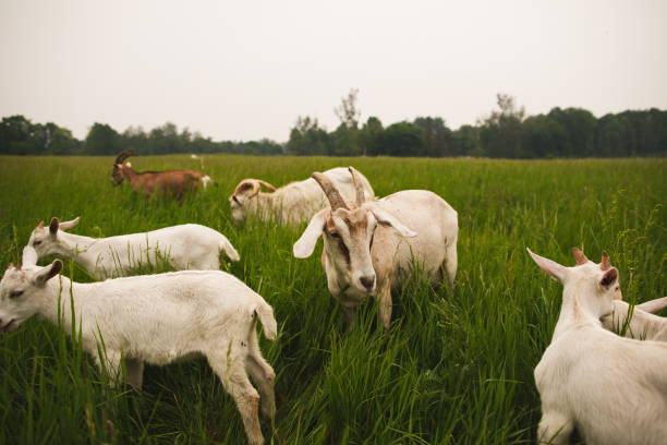 istock Dairy goats on a small farm in Ontario, Canada 2099527612
