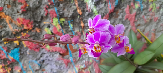 phalaenopsis schilleriana orchids or phalaenopsis equestris