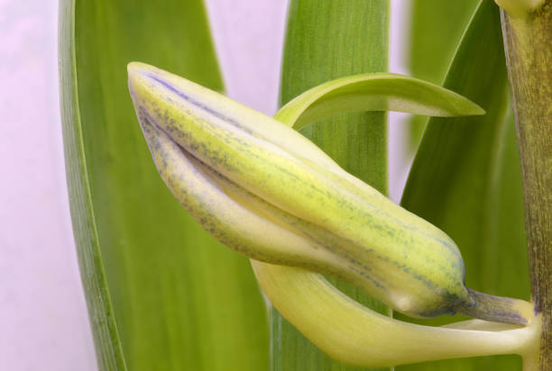 A close-up photo of a hyacinth flower bud. Green leaves, green bud.
