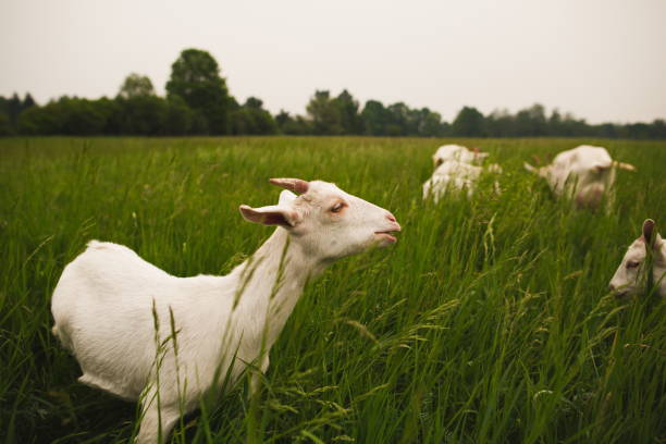 istock Dairy goats on a small farm in Ontario, Canada 2099527636