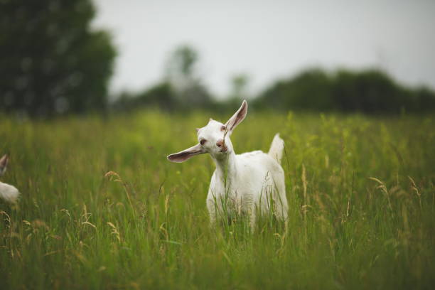 A Dairy goat on a small farm in Ontario, Canada