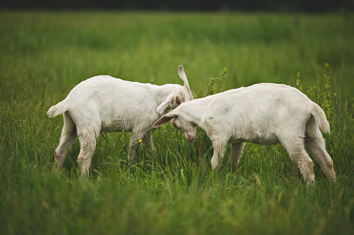 The Dairy goats on a small farm in Ontario, Canada