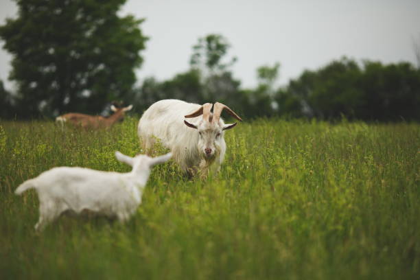 istock Dairy goats on a small farm in Ontario, Canada 2099528234