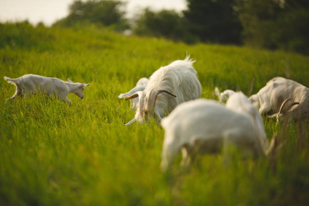 istock Dairy goats on a small farm in Ontario, Canada 2099528268
